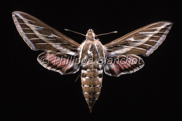 hyles livornica.JPG - Hyles livornicaSphinx livournienStriped Hawk mothLepidoptera, SphingidaeFrance